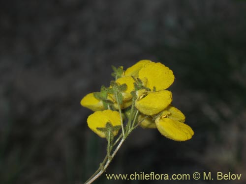 Image of Calceolaria williamsii (). Click to enlarge parts of image.