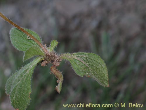 Imágen de Calceolaria williamsii (). Haga un clic para aumentar parte de imágen.