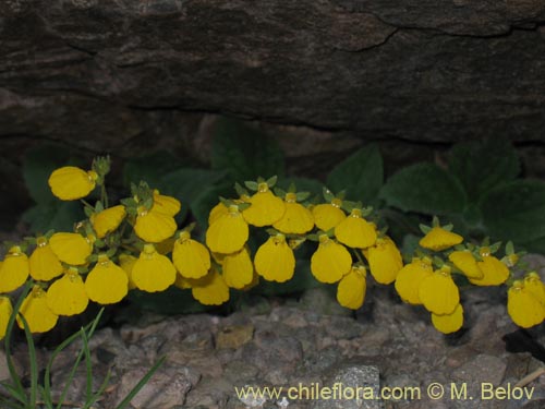 Image of Calceolaria williamsii (). Click to enlarge parts of image.