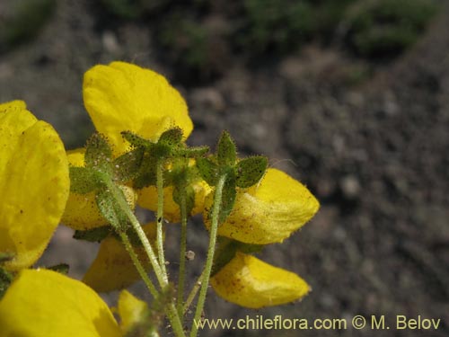 Фотография Calceolaria williamsii (). Щелкните, чтобы увеличить вырез.