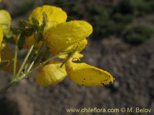 Calceolaria williamsiiの写真