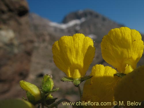 Фотография Calceolaria williamsii (). Щелкните, чтобы увеличить вырез.