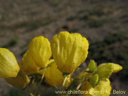 Imágen de Calceolaria williamsii (). Haga un clic para aumentar parte de imágen.