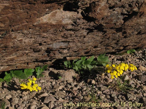 Image of Calceolaria williamsii (). Click to enlarge parts of image.