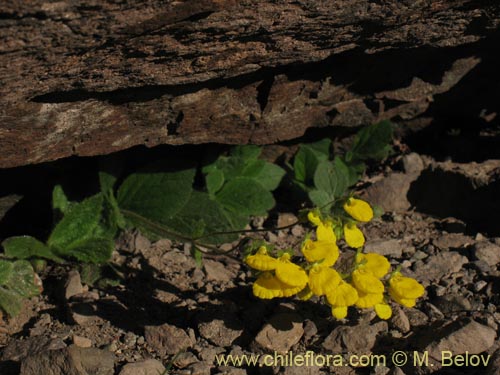 Image of Calceolaria williamsii (). Click to enlarge parts of image.