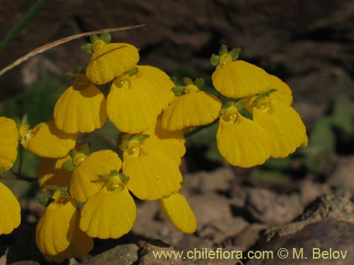 Фотография Calceolaria williamsii (). Щелкните, чтобы увеличить вырез.