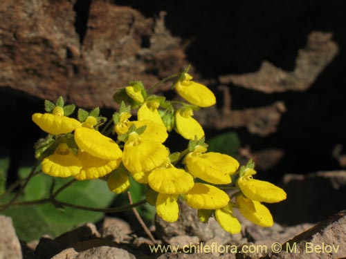 Calceolaria williamsii的照片