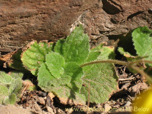 Фотография Calceolaria williamsii (). Щелкните, чтобы увеличить вырез.