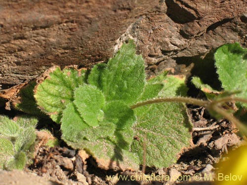 Image of Calceolaria williamsii (). Click to enlarge parts of image.