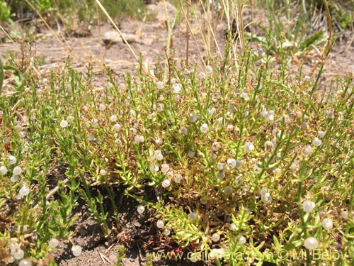 Imágen de Galium sp. #1345 (). Haga un clic para aumentar parte de imágen.