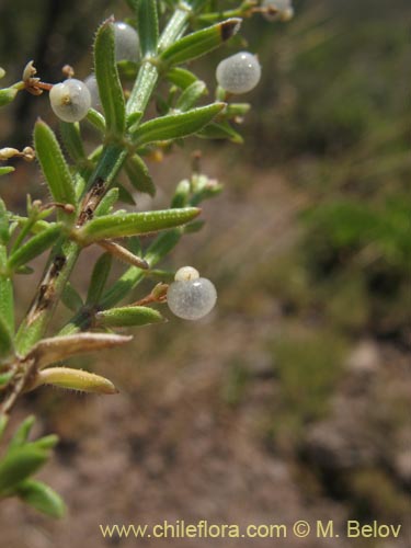 Image of Galium sp.   #1345 (). Click to enlarge parts of image.