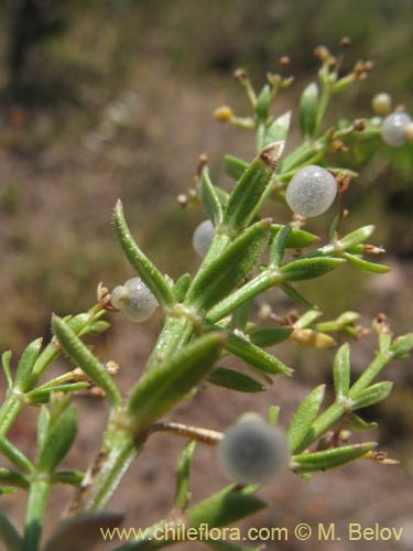 Galium sp. #1345の写真