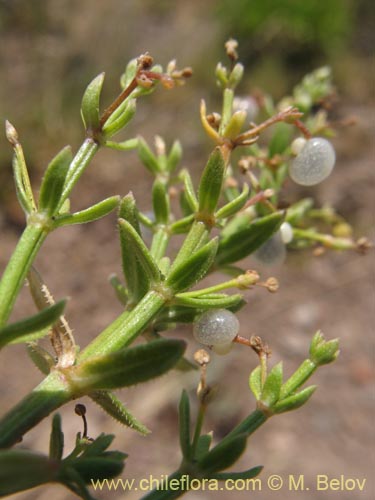 Galium sp. #1345の写真