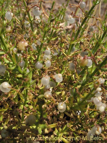 Imágen de Galium sp. #1345 (). Haga un clic para aumentar parte de imágen.