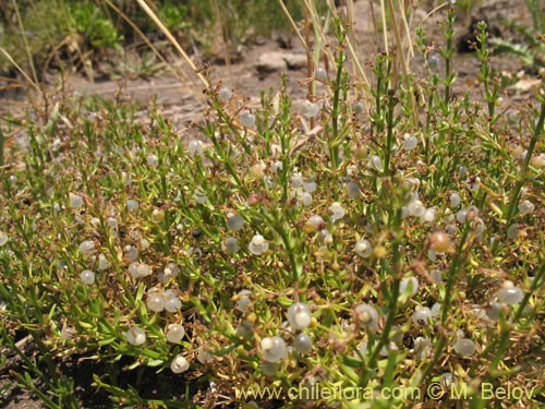 Galium sp. #1345の写真