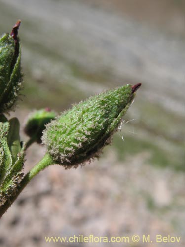 Bild von Montiopsis sp. #1388 (). Klicken Sie, um den Ausschnitt zu vergrössern.