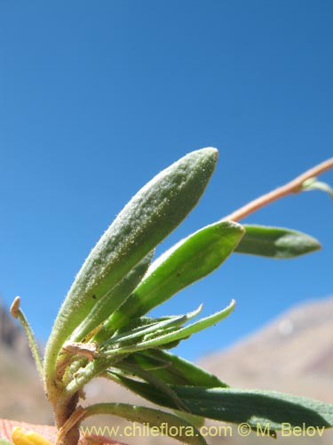 Bild von Montiopsis sp. #1388 (). Klicken Sie, um den Ausschnitt zu vergrössern.