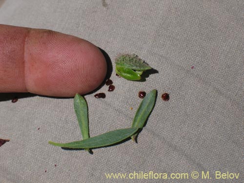 Bild von Montiopsis sp. #1388 (). Klicken Sie, um den Ausschnitt zu vergrössern.