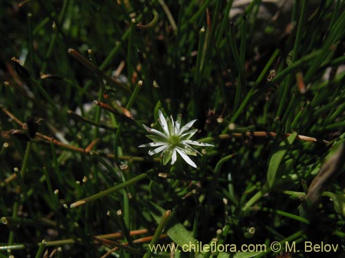 Stellaria sp. #1349の写真