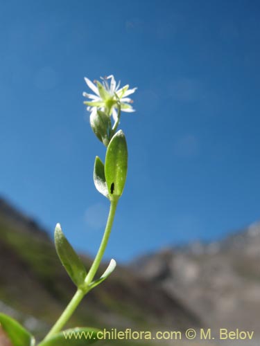 Stellaria sp. #1349的照片