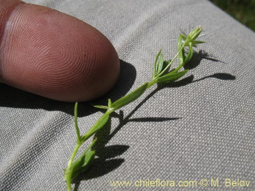 Stellaria sp. #1349의 사진