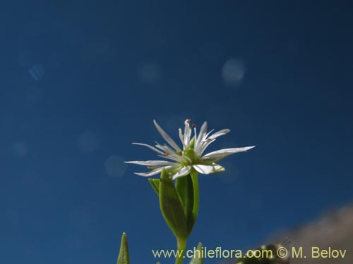 Stellaria sp. #1349的照片