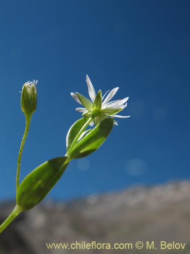 Stellaria sp. #1349的照片