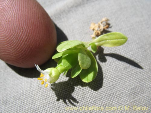 Image of Cerastium montioides (). Click to enlarge parts of image.