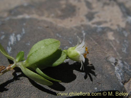 Cerastium montioides의 사진