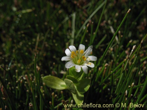 Cerastium montioides의 사진