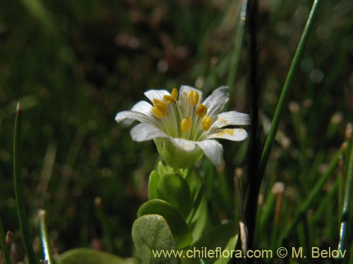 Фотография Cerastium montioides (). Щелкните, чтобы увеличить вырез.