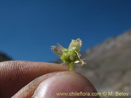 Cerastium montioides의 사진