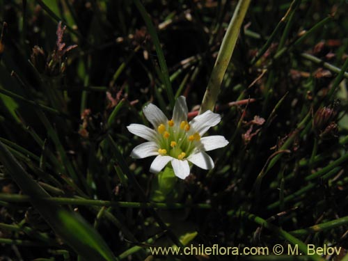 Image of Cerastium montioides (). Click to enlarge parts of image.