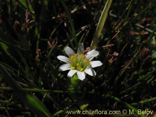 Фотография Cerastium montioides (). Щелкните, чтобы увеличить вырез.