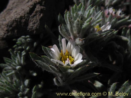 Image of Chaetanthera sp. #1344 (). Click to enlarge parts of image.