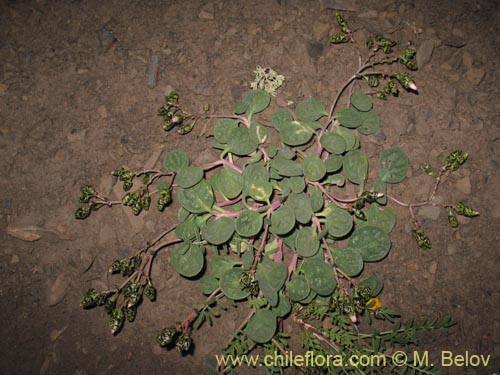 Imágen de Cistanthe picta (). Haga un clic para aumentar parte de imágen.