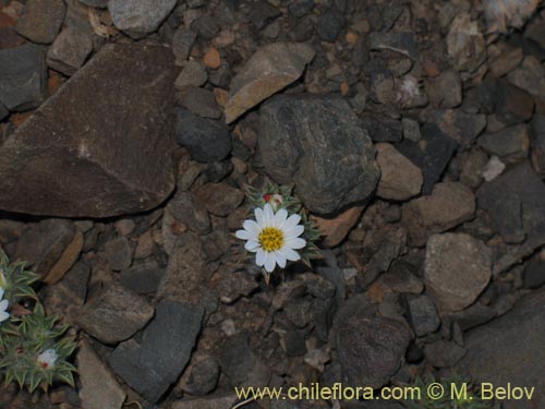 Image of Chaetanthera pusilla (Chinita). Click to enlarge parts of image.