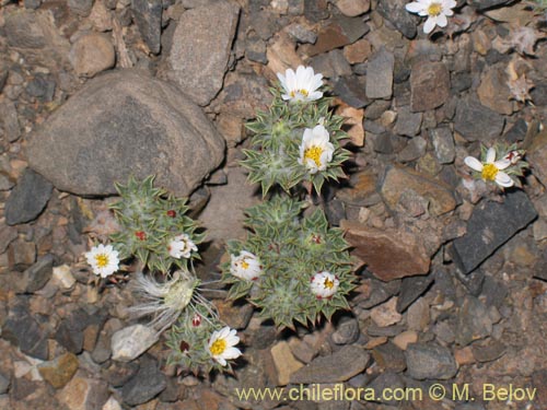 Image of Chaetanthera pusilla (Chinita). Click to enlarge parts of image.