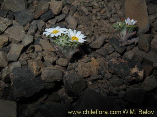 Image of Chaetanthera pusilla (Chinita). Click to enlarge parts of image.