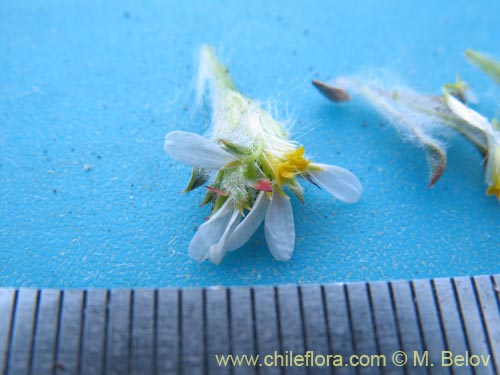 Image of Chaetanthera pusilla (Chinita). Click to enlarge parts of image.