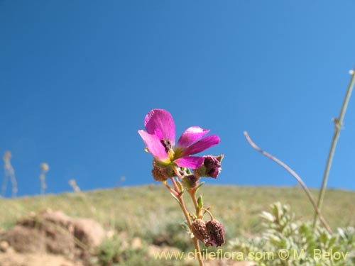 Imágen de Montiopsis sp. #1388 (). Haga un clic para aumentar parte de imágen.