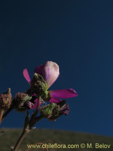 Bild von Montiopsis sp. #1388 (). Klicken Sie, um den Ausschnitt zu vergrössern.