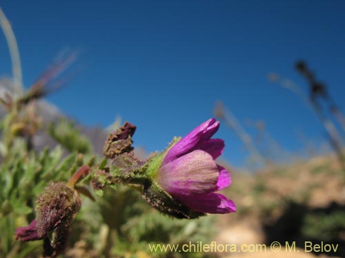 Bild von Montiopsis sp. #1388 (). Klicken Sie, um den Ausschnitt zu vergrössern.