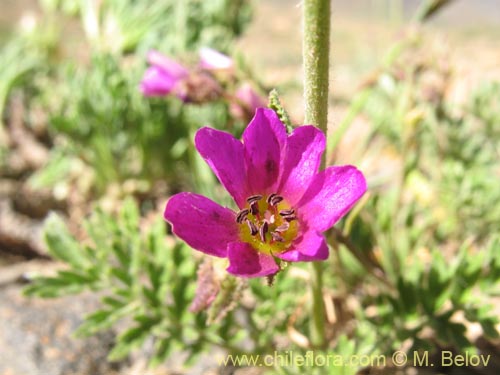 Imágen de Portulacaceae sp. #1388 (). Haga un clic para aumentar parte de imágen.
