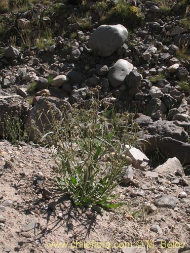 Image of Nicotiana sp. #1417 (). Click to enlarge parts of image.