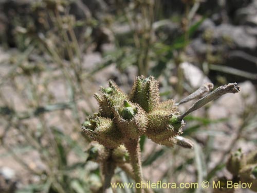 Nicotiana sp. #1417의 사진