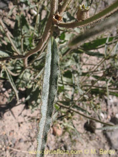 Image of Nicotiana sp. #1417 (). Click to enlarge parts of image.