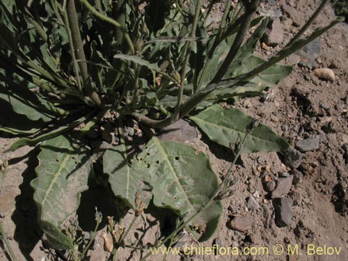 Nicotiana sp. #1417의 사진