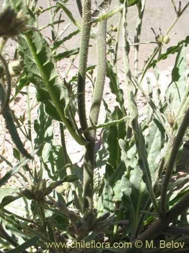 Nicotiana sp. #1417の写真