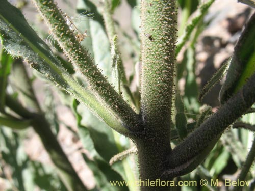 Image of Nicotiana sp. #1417 (). Click to enlarge parts of image.